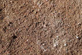 Kultatarvas soranjalostus